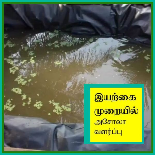 அசோலா கால்நடை தீவனம் வளர்க்கும்